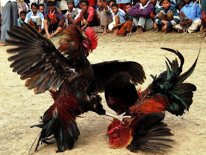 Kinh nghiệm soi kèo đá gà khiến các game thủ nhanh phát tài